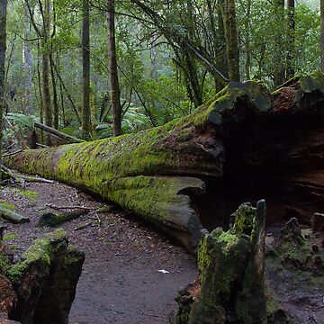 Artwork thumbnail, Fallen Tree, Mt Field National Park by Rambo