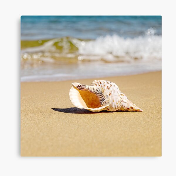 Item preview, Shell 02 designed and sold by GaryParnell.