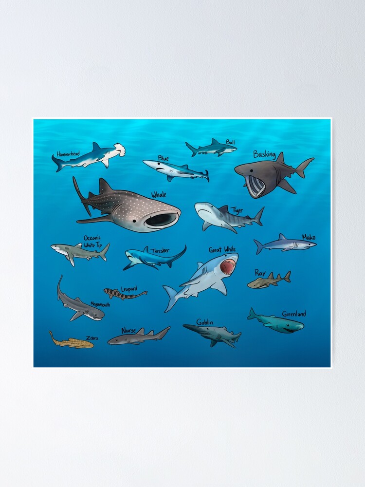 Shark Species