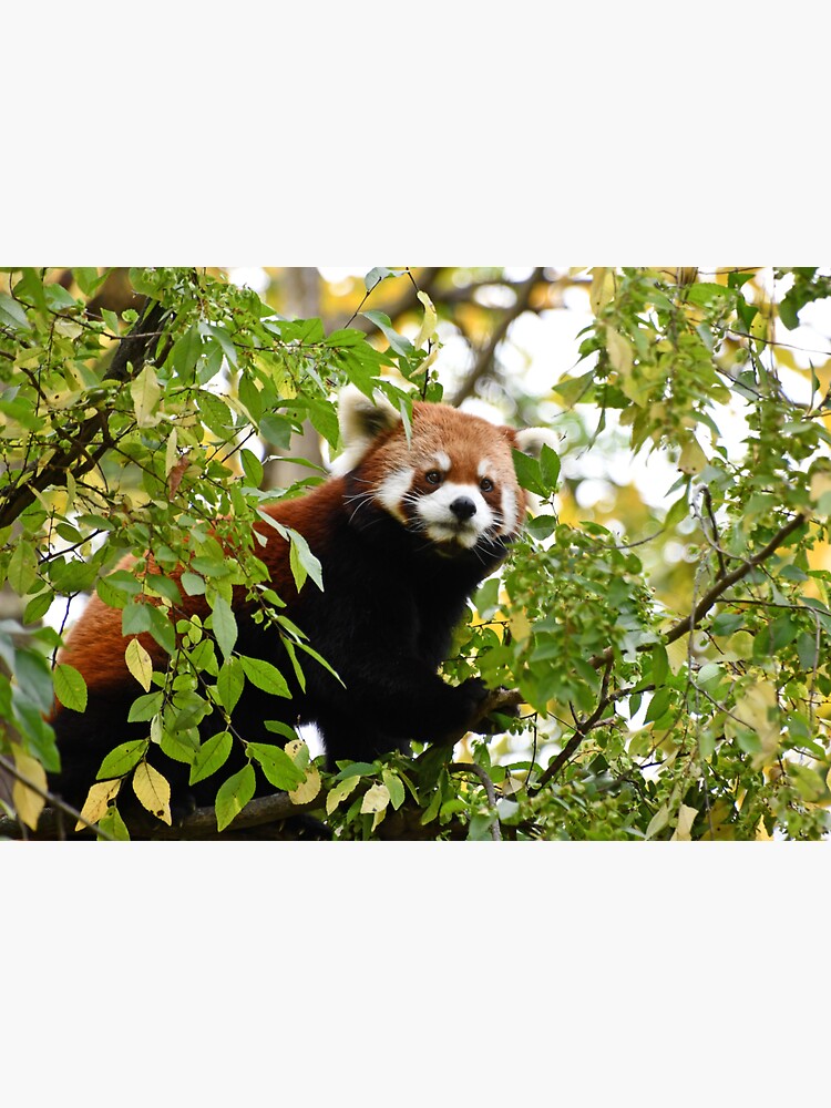 Red Panda - Cincinnati Zoo & Botanical Garden