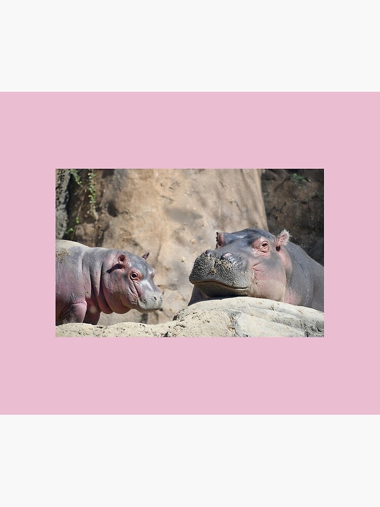 Fritz and Fiona the Hippos at the Cincinnati Zoo by kariek17