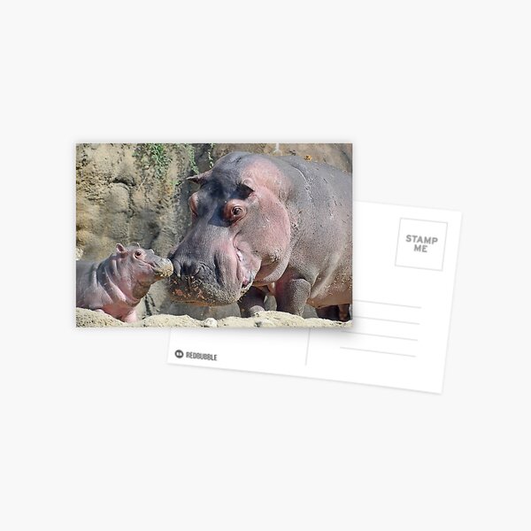 Item preview, Fritz and Tucker the Hippos at the Cincinnati Zoo designed and sold by Zoo and Nature Photography by Karie.