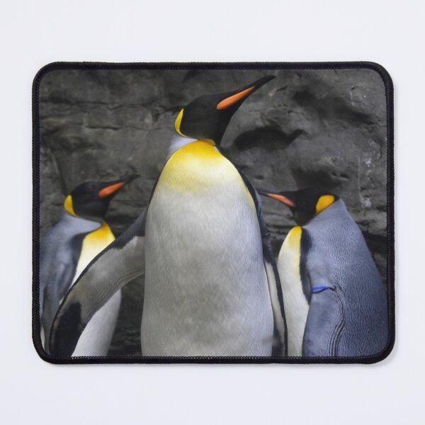 Item preview, King Penguins at the Cincinnati Zoo designed and sold by Zoo and Nature Photography by Karie.