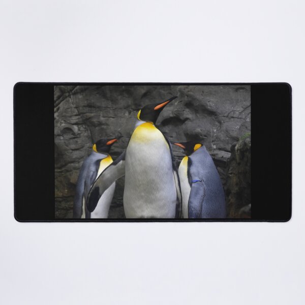 Item preview, King Penguins at the Cincinnati Zoo designed and sold by Zoo and Nature Photography by Karie.