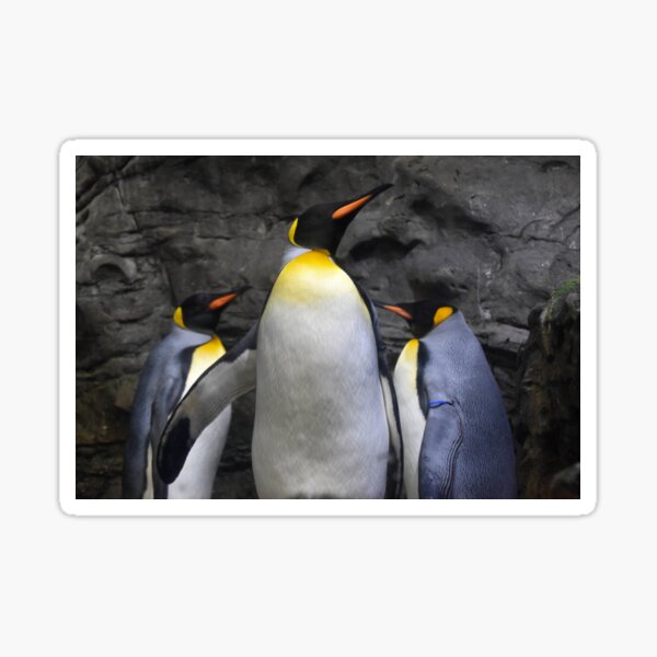 Item preview, King Penguins at the Cincinnati Zoo designed and sold by Zoo and Nature Photography by Karie.