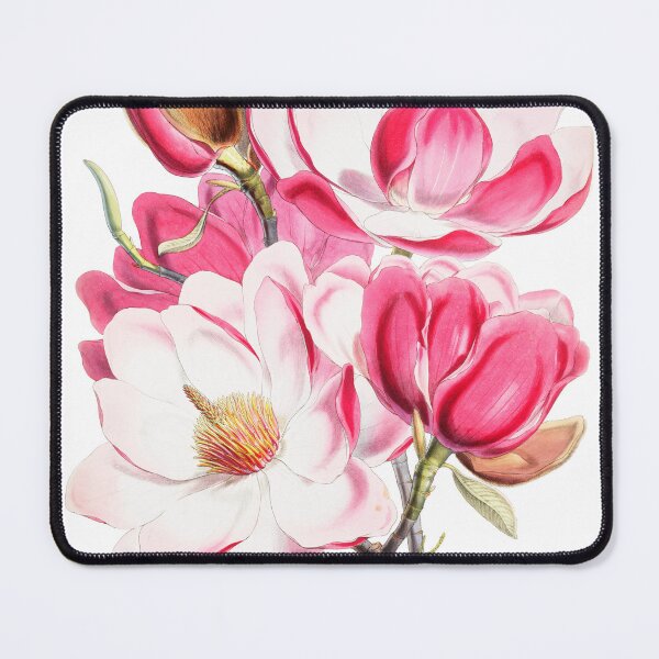 Item preview, Campbell's magnolia by W. H. (Walter Hood) Fitch designed and sold by JJAarts.