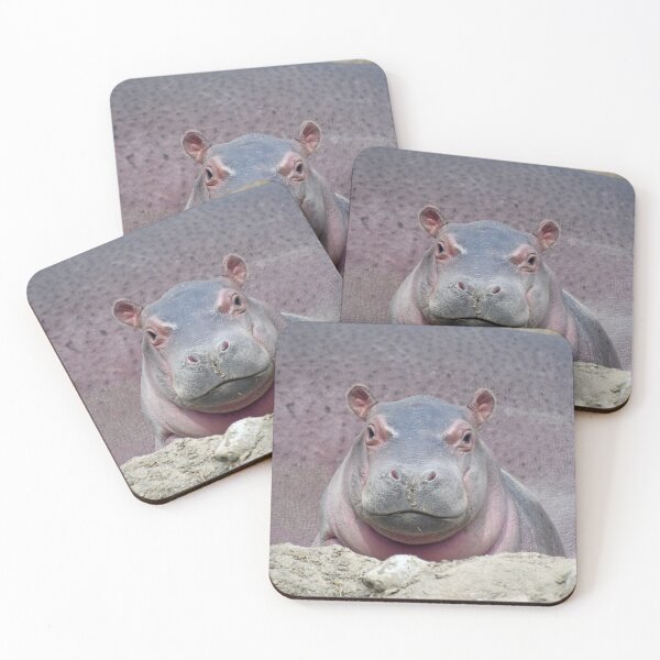 Item preview, Baby Hippo Fritz at the Cincinnati Zoo designed and sold by Zoo and Nature Photography by Karie.
