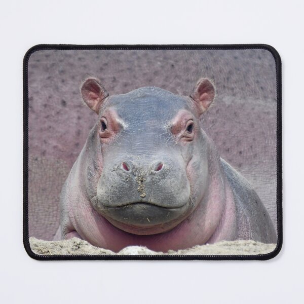 Baby Hippo Fritz at the Cincinnati Zoo Mouse Pad