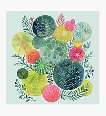 Succulent Circles Photographic Print