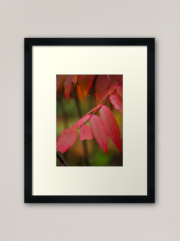 Alternate view of Autumn Sumac Framed Art Print