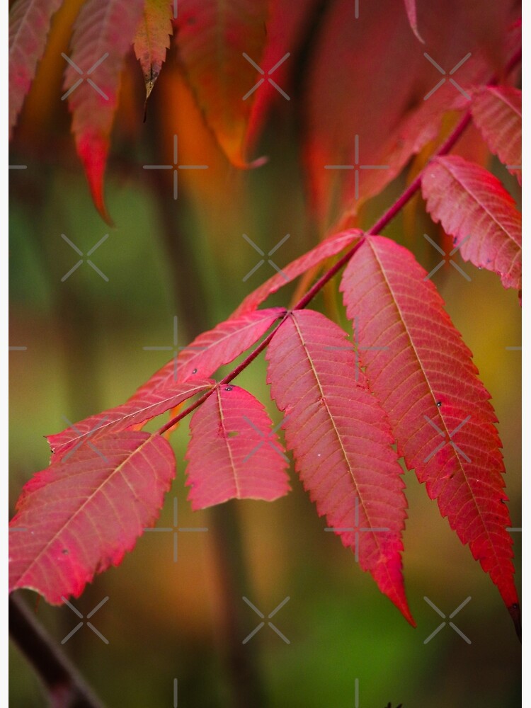 Autumn Sumac by debfaraday