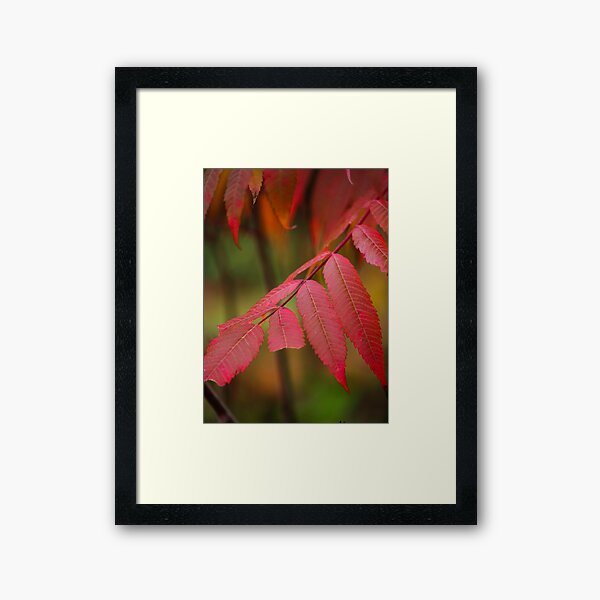 Autumn Sumac Framed Art Print