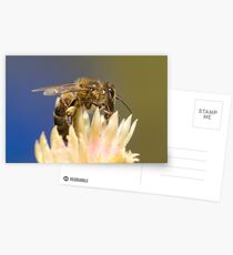 King of the hill Postcards