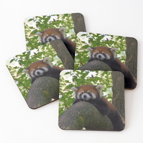 Item preview, Red Panda at the Cincinnati Zoo designed and sold by Zoo and Nature Photography by Karie.