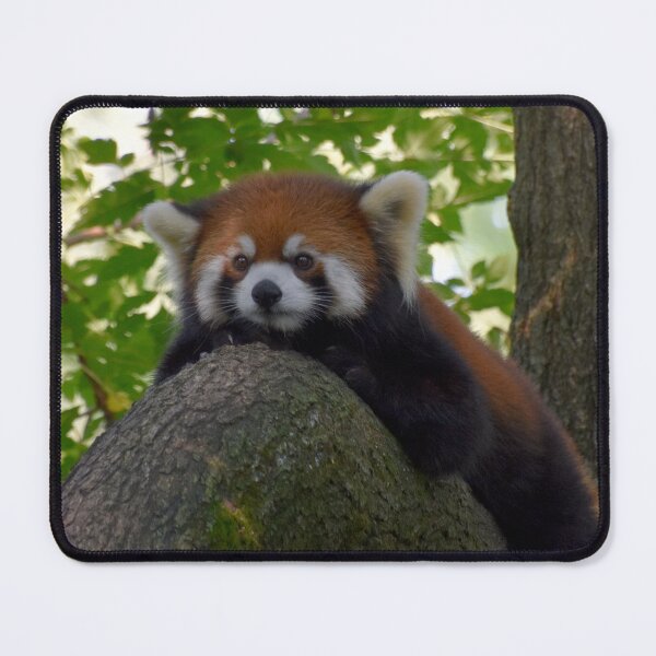 Item preview, Red Panda at the Cincinnati Zoo designed and sold by Zoo and Nature Photography by Karie.