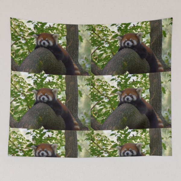 Item preview, Red Panda at the Cincinnati Zoo designed and sold by Zoo and Nature Photography by Karie.