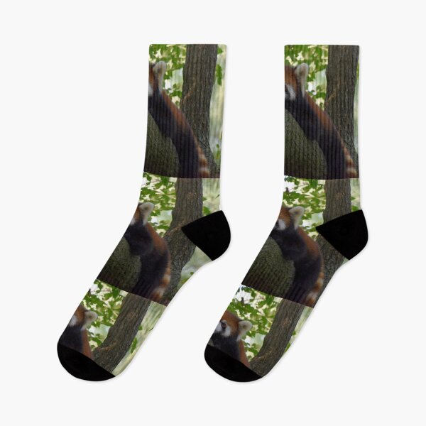 Item preview, Red Panda at the Cincinnati Zoo designed and sold by Zoo and Nature Photography by Karie.