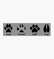 Moony, Wormtail, Padfoot, and Prongs Photographic Print