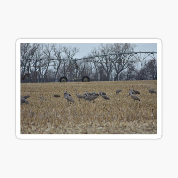 Item preview, Sandhill Cranes designed and sold by MarieDarcy97.