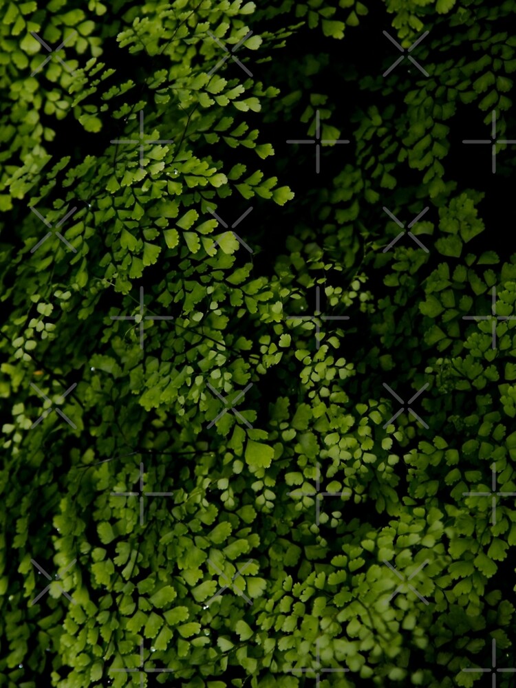 Small leaves. by VanGalt
