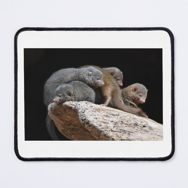 Item preview, Mongoose Family designed and sold by MarieDarcy97.