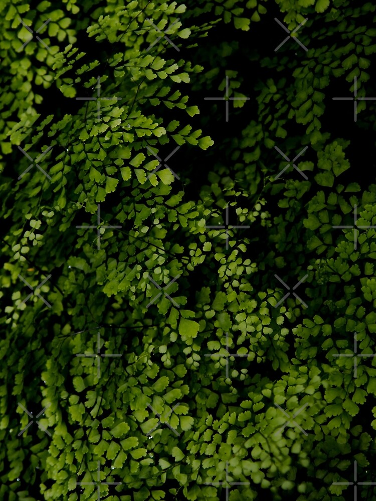 Small leaves. by VanGalt