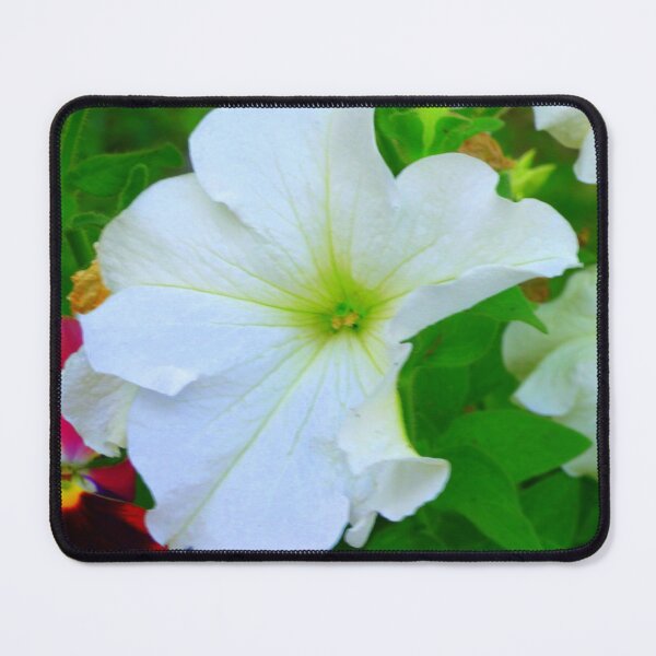 Item preview, White Petunia flower  designed and sold by ginnymac.