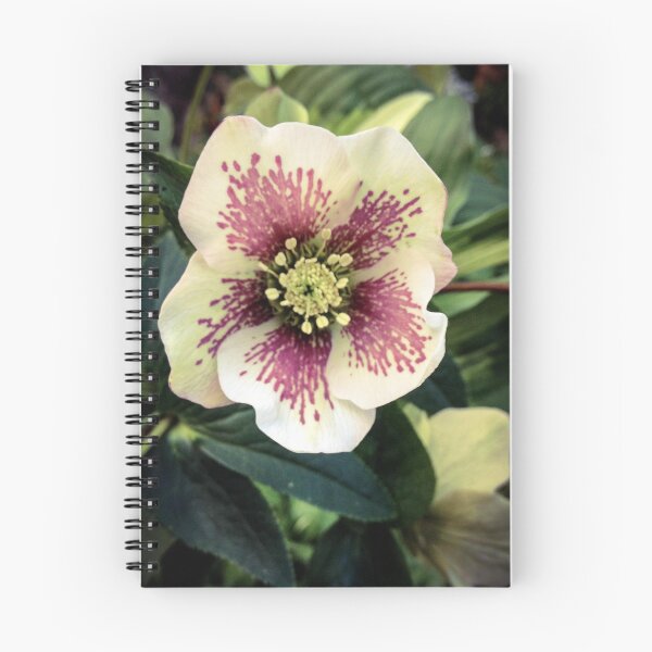 Item preview, Lenten Rose~Black Frame designed and sold by Barbara E Wyeth.