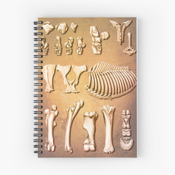 Item preview, equine osteology designed and sold by elerascon.
