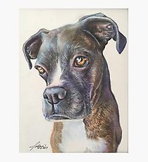 Max the Boxer 2017 Photographic Print