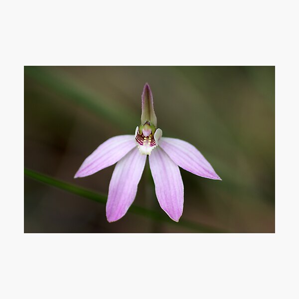Item preview, Pink Fingers Orchid "Petalochilus carnea" #1 designed and sold by Rosie Appleton.