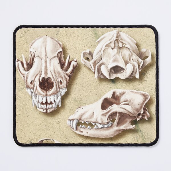 Item preview, mesocephalic skull designed and sold by elerascon.