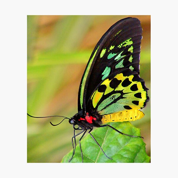 Item preview, green butterfly designed and sold by Peta Hurley-Hill.