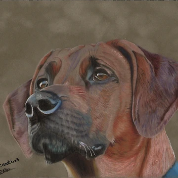 Artwork thumbnail, A Rhodesian Ridgeback by cathyscreations