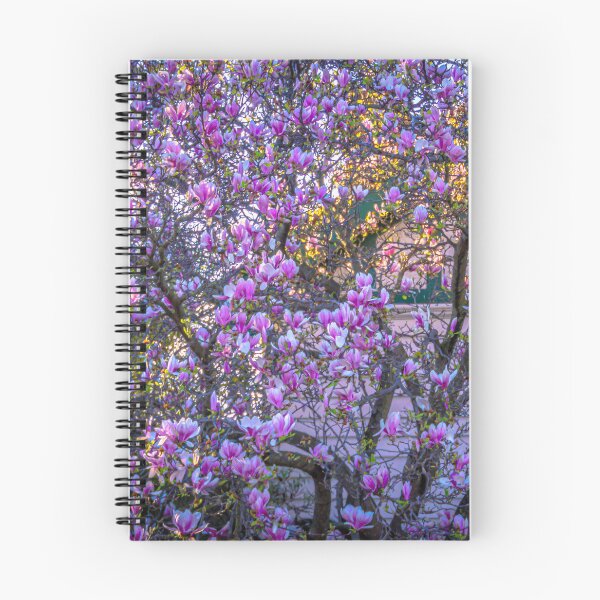 Item preview, A Beautiful Pink and White Flowering Tree in Springtime in Bendigo designed and sold by Steven Jodoin.