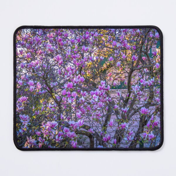 Item preview, A Beautiful Pink and White Flowering Tree in Springtime in Bendigo designed and sold by Steven Jodoin.