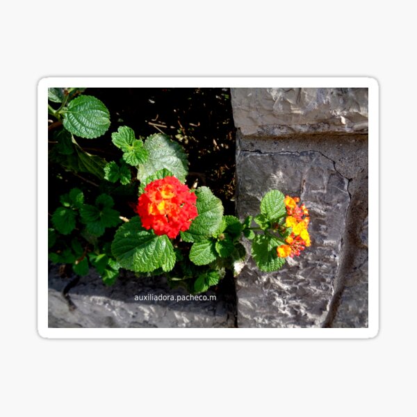 Lantana roja 1 - Red lantana 1 Pegatina