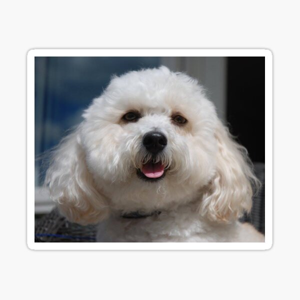 Bichon Frise Sticker