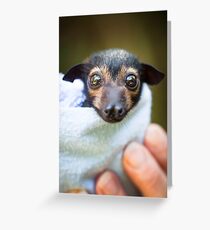Kuro - Waisenkind Spectacled Flying-Fox Baby Grußkarte