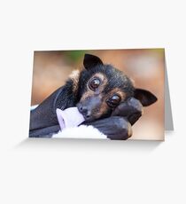 Kuro - Waise Spectacled Flying Fox Grußkarte