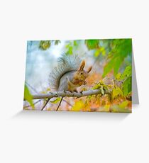 Red euroasian squirrel washes on the maple branch Greeting Card