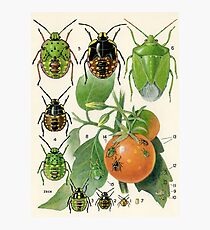 Vegetable Bug Photographic Print
