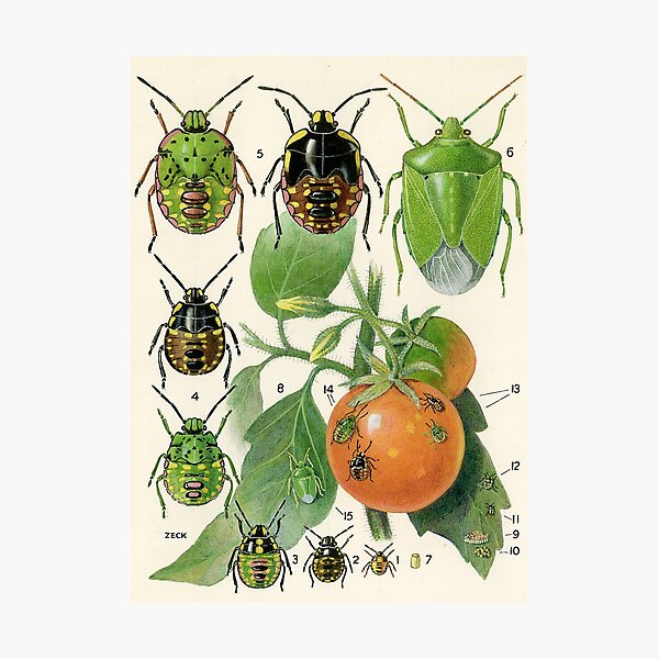 Vegetable Bug Photographic Print