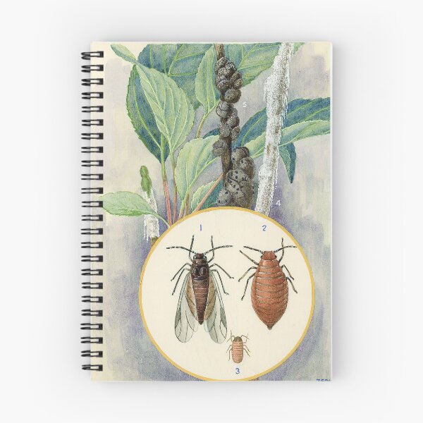Item preview, Wooley Aphid designed and sold by BiosecurityColl.
