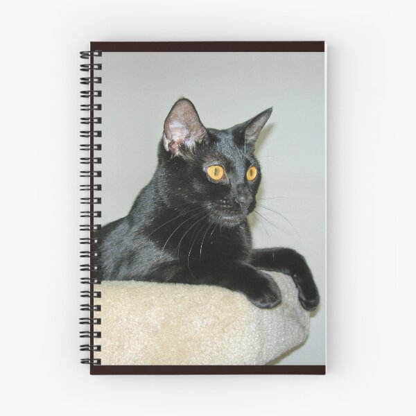 Artikelvorschau, Schwarze Katze entworfen und verkauft von Kathleen Brant.