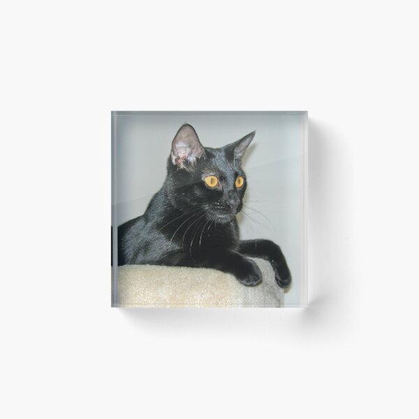 Item preview, Black Cat designed and sold by Kathleen Brant.