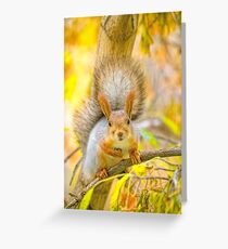 Red euroasian squirrel on the maple branch Greeting Card