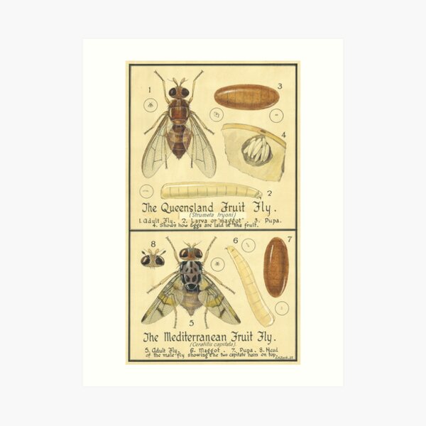 The Queensland Fruit Fly-The Mediterranean Fruit Fly Art Print
