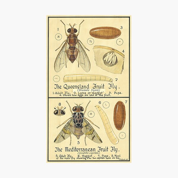 Item preview, The Queensland Fruit Fly-The Mediterranean Fruit Fly designed and sold by BiosecurityColl.