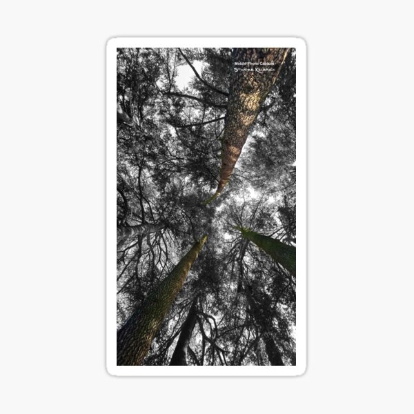 Lost in the Forest Glossy Sticker